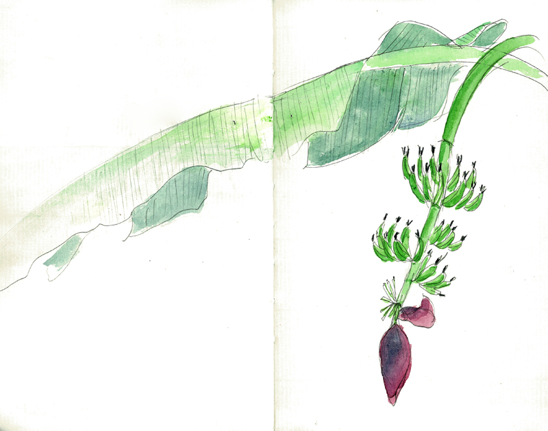 camilledemontmorillon_illustration-haiti_3.jpg