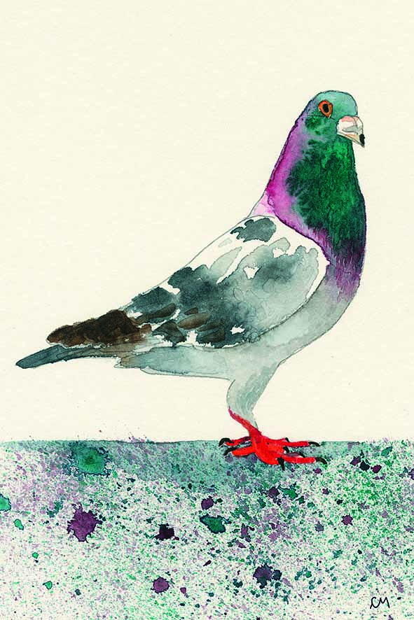 Pigeon.jpg